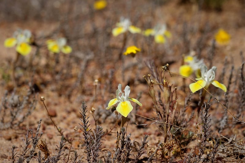 Rare Botanical Species